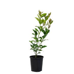 Dwarf Lemon Tree plant