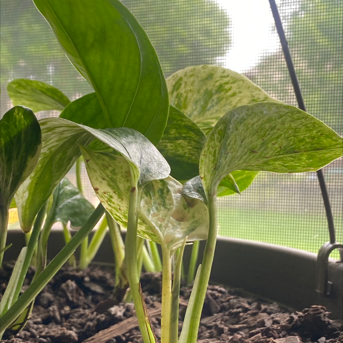 Taro Vine plant photo by @Zachjestplants named Fucker on Greg, the plant care app.