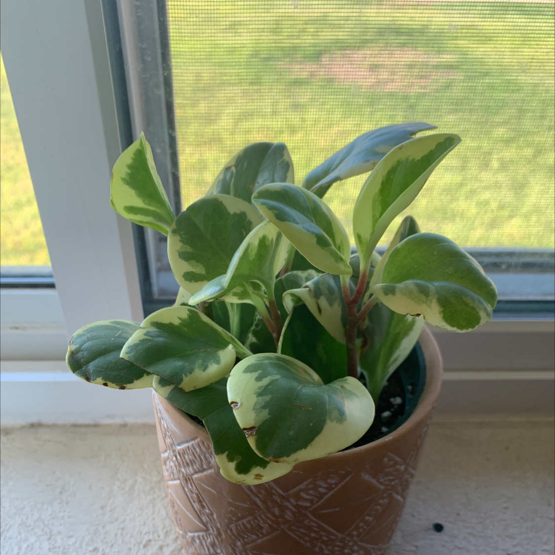 Baby Rubber Plant plant photo by @alison.millerr named Turtle on Greg, the plant care app.