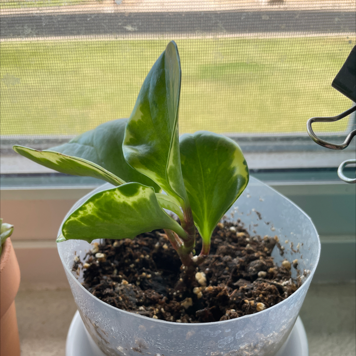 Baby Rubber Plant plant photo by @alison.millerr named Olivia on Greg, the plant care app.