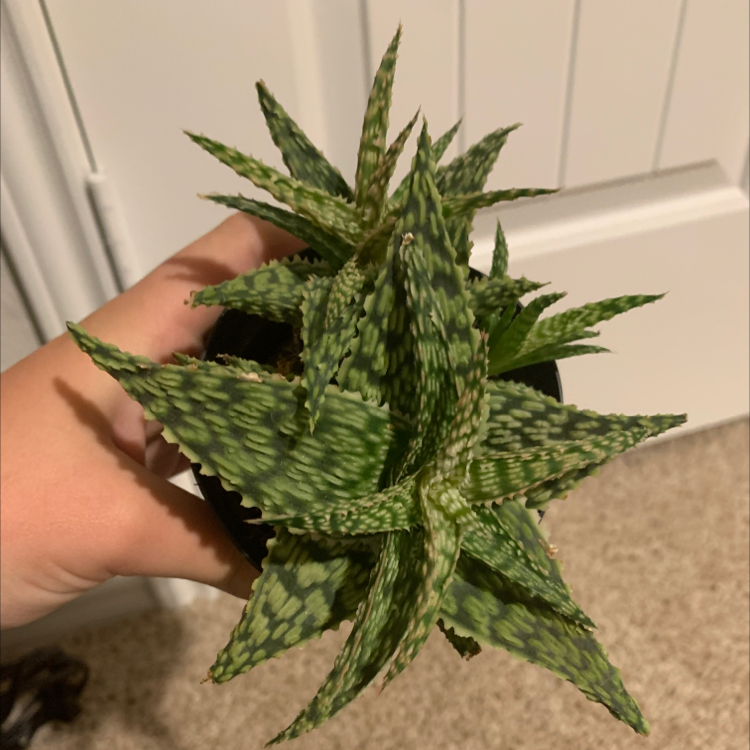 Broad-Leaved Aloe plant held by a hand, showing vibrant green speckled leaves.