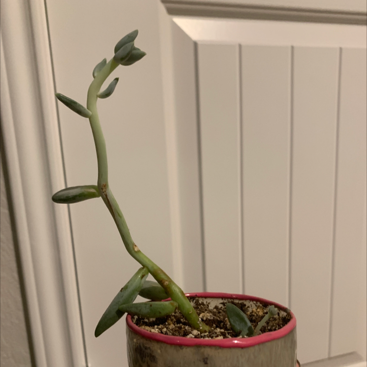 Pig's Ear (Cotyledon orbiculata) succulent in a small pot with visible soil.