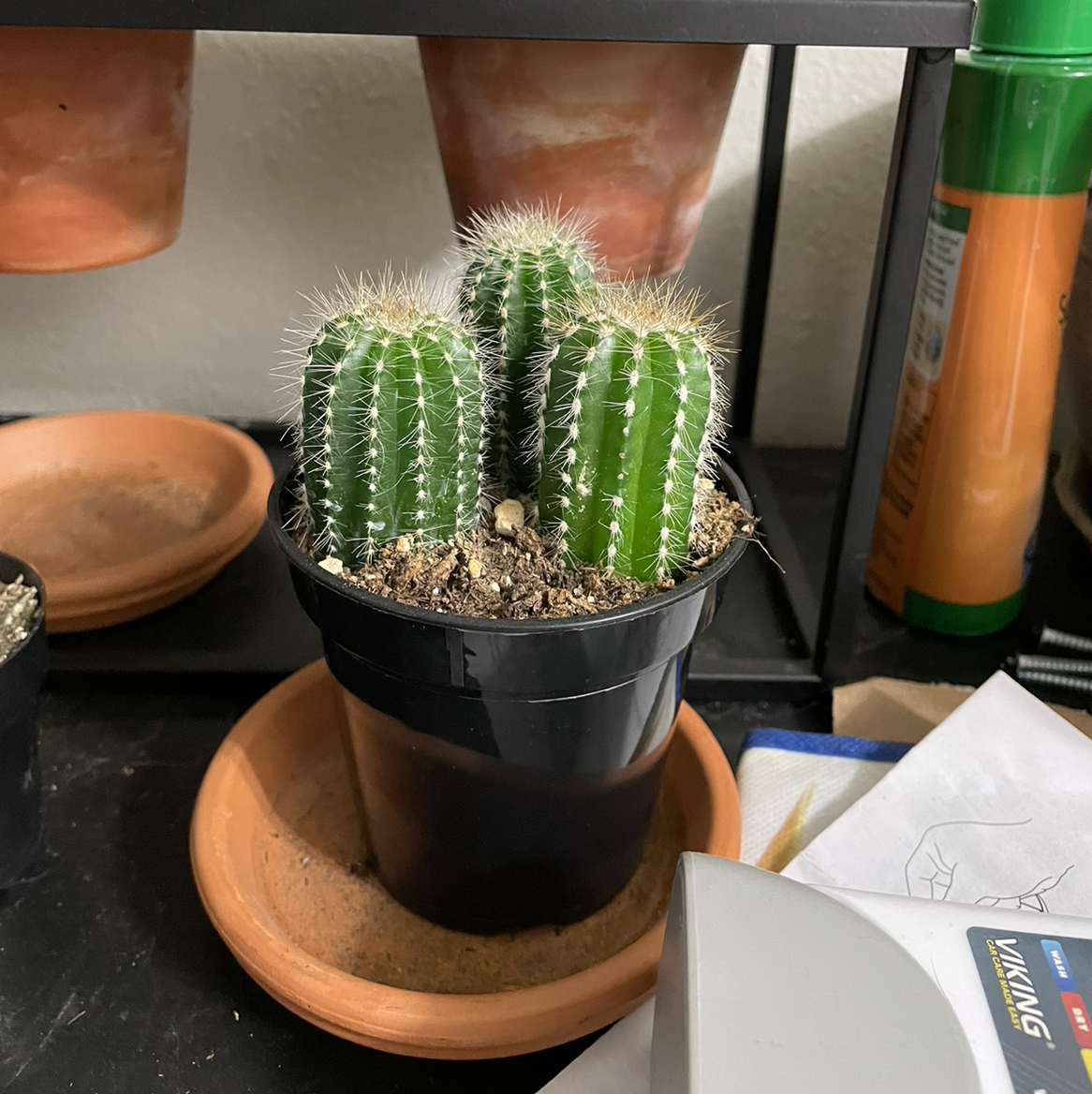 Potted Scarlet Hedgehog Cactus with multiple stems, healthy and vibrant green.