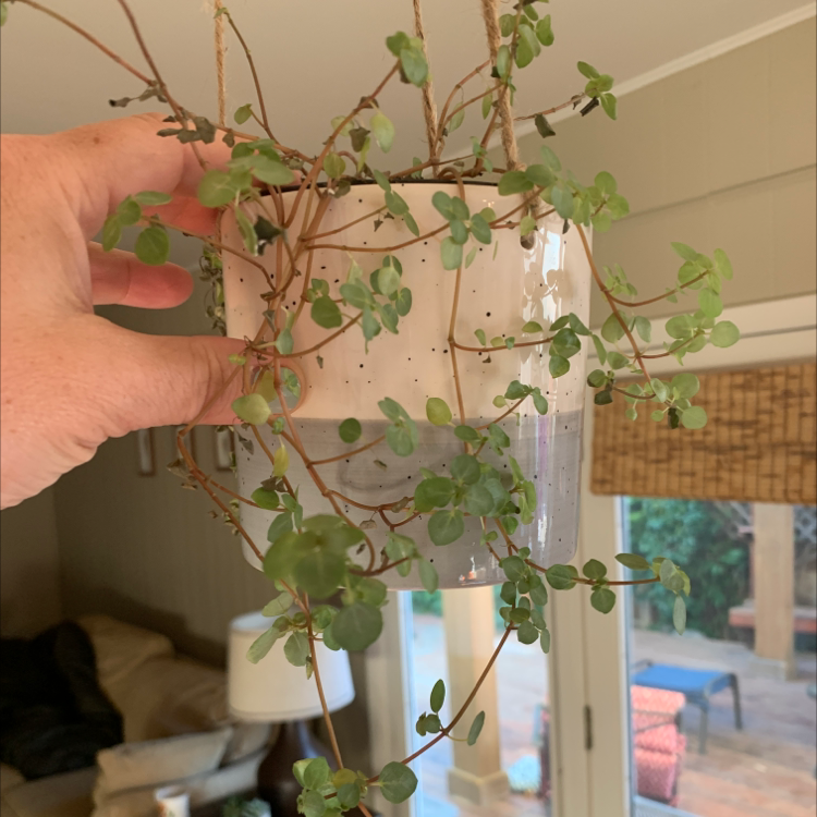 Your plant
