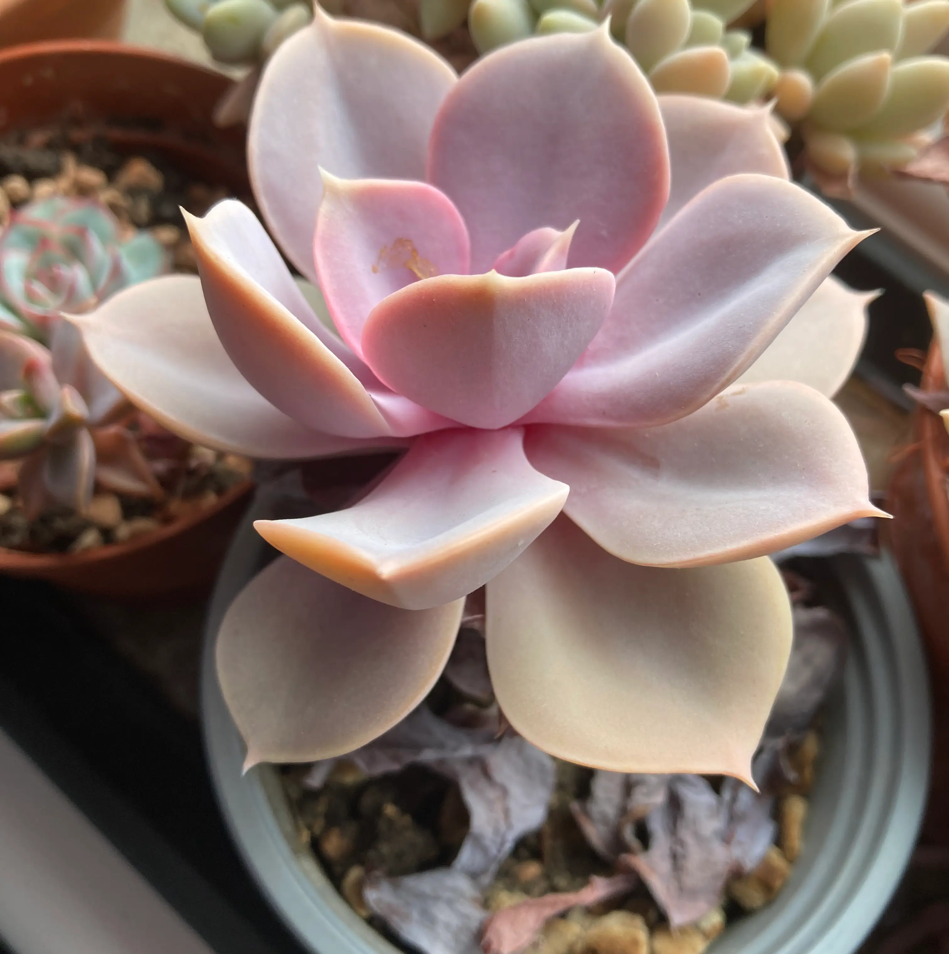 Echeveria 'Purple Pearl' succulent with pinkish-purple leaves in a pot, well-framed and in focus.