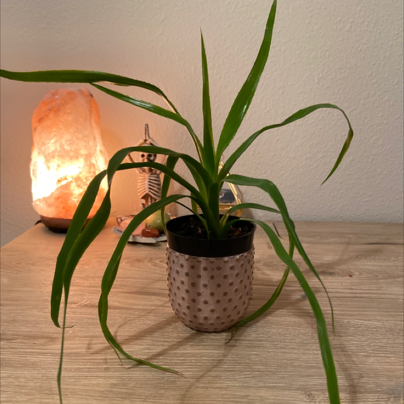 Photo of the plant species Billbergia 'Teng ee' by Shelby named lanky boi on Greg, the plant care app