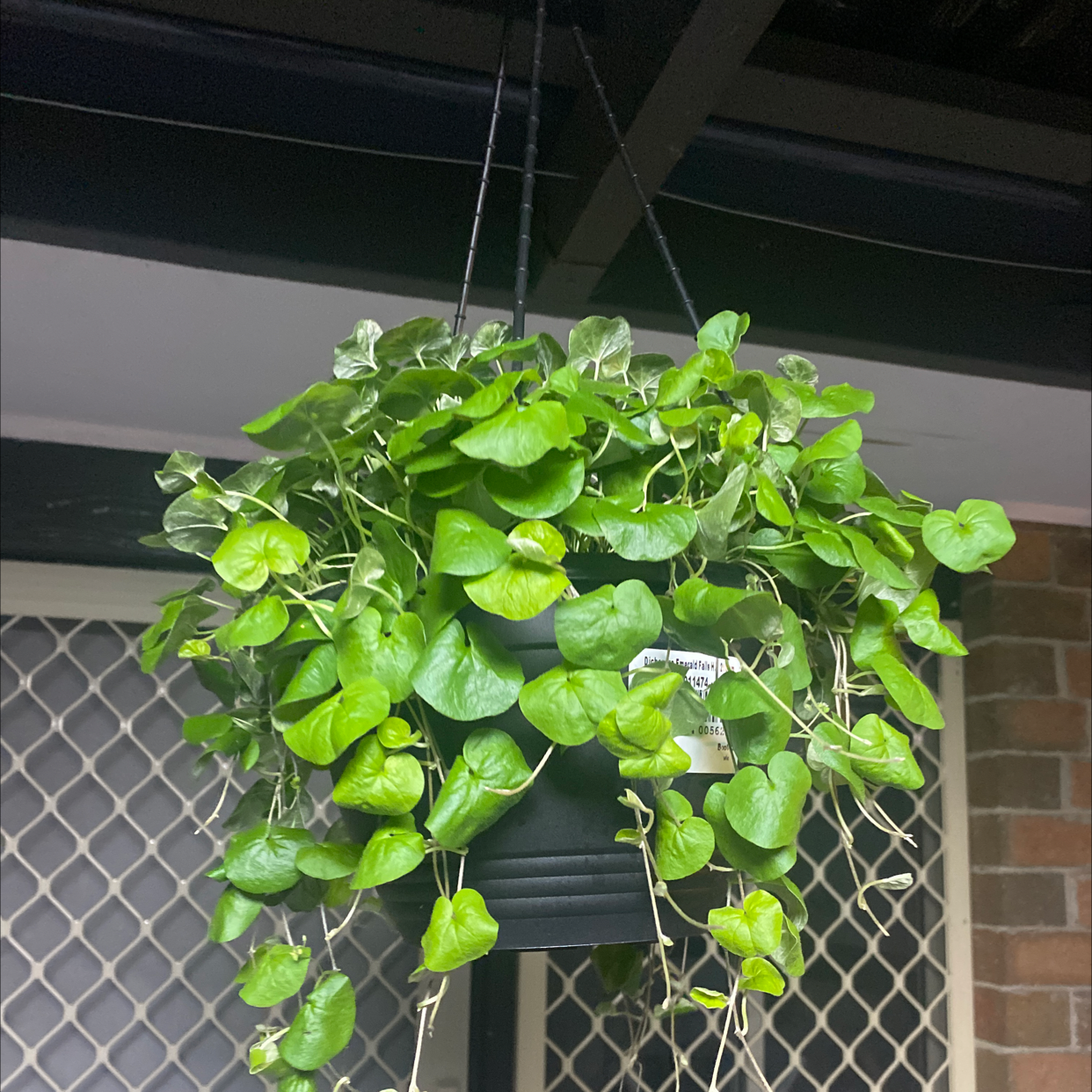 Photo of the plant species Emerald Falls Dichondra by @InnocentMexico named Jonathan on Greg, the plant care app