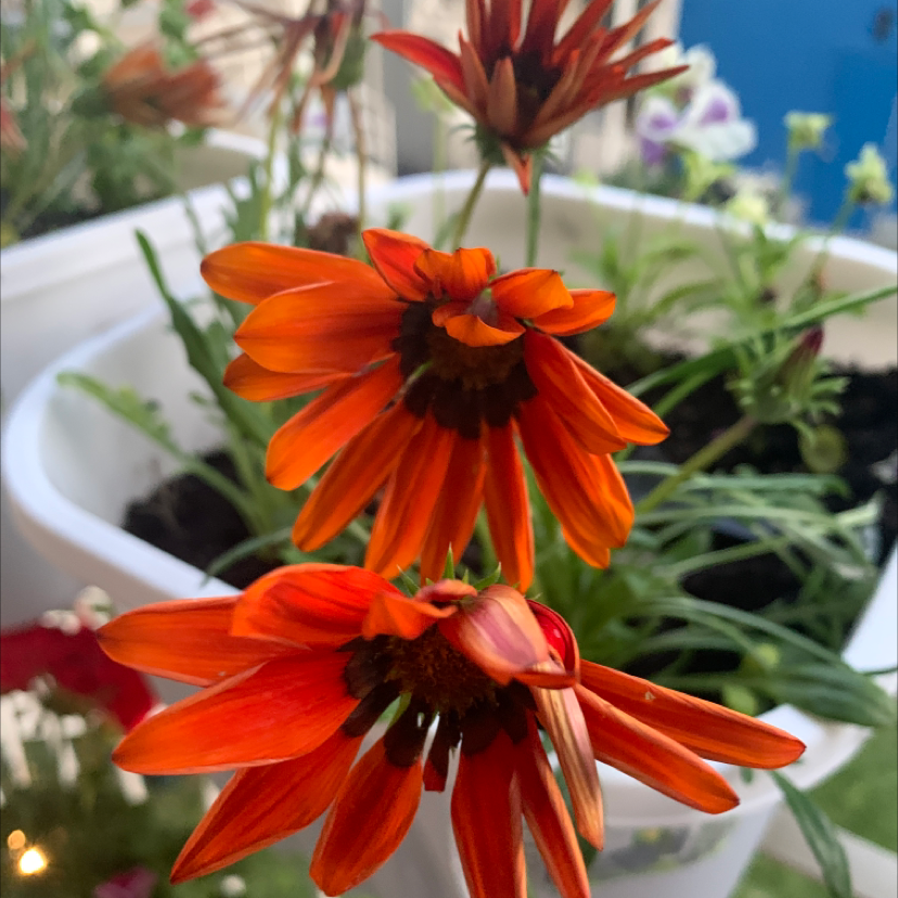 Image of a healthy Treasureflower with vibrant orange flowers in a white container.