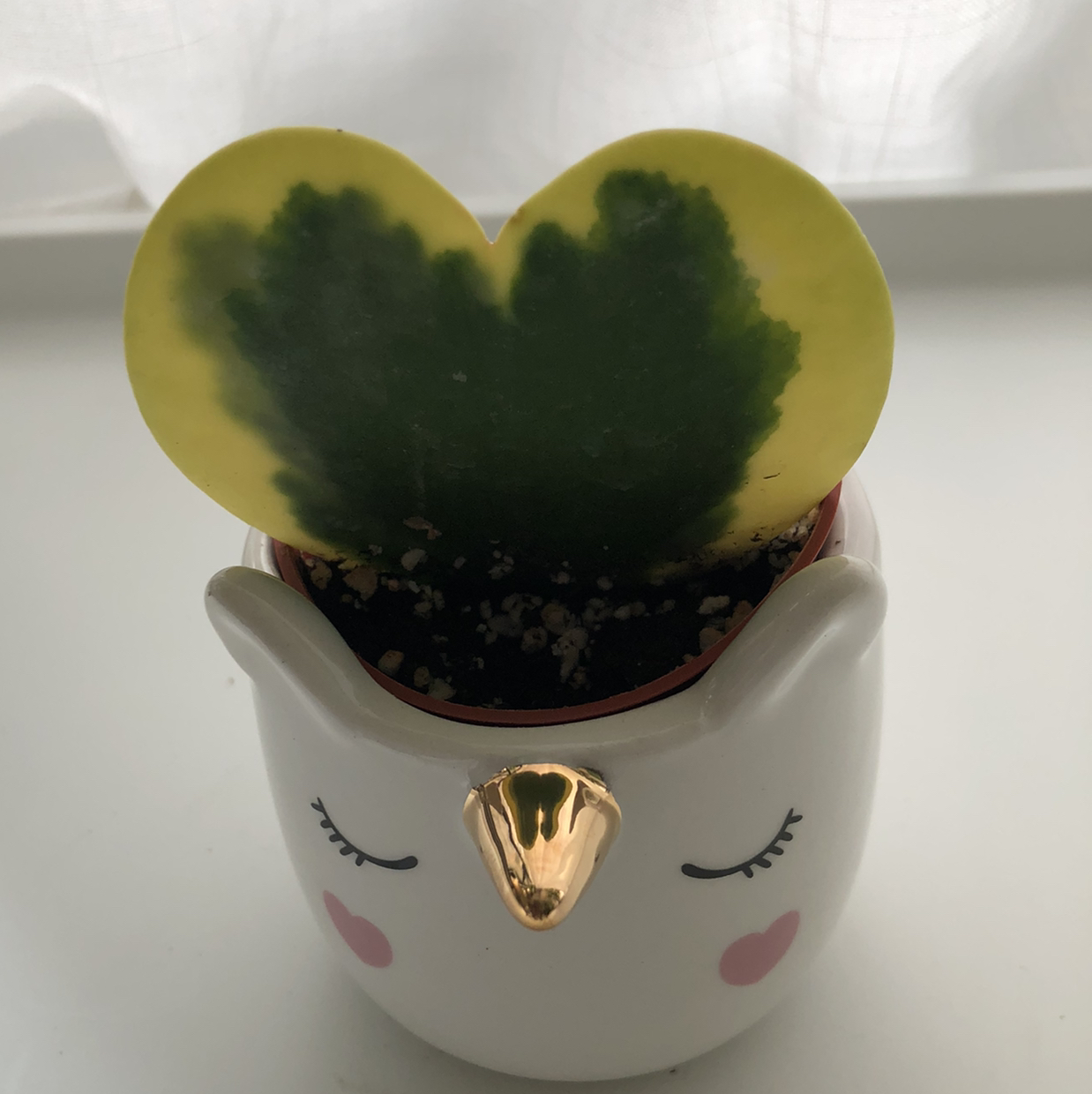 Variegated Heart Leaf Hoya plant in an owl-shaped pot with a single heart-shaped leaf.