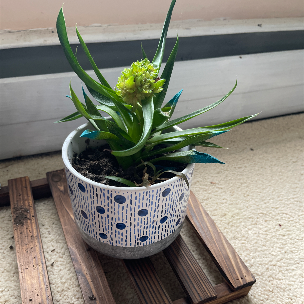 Potted Vertical Leaf Senecio with green flowers in a decorative pot on a wooden stand.