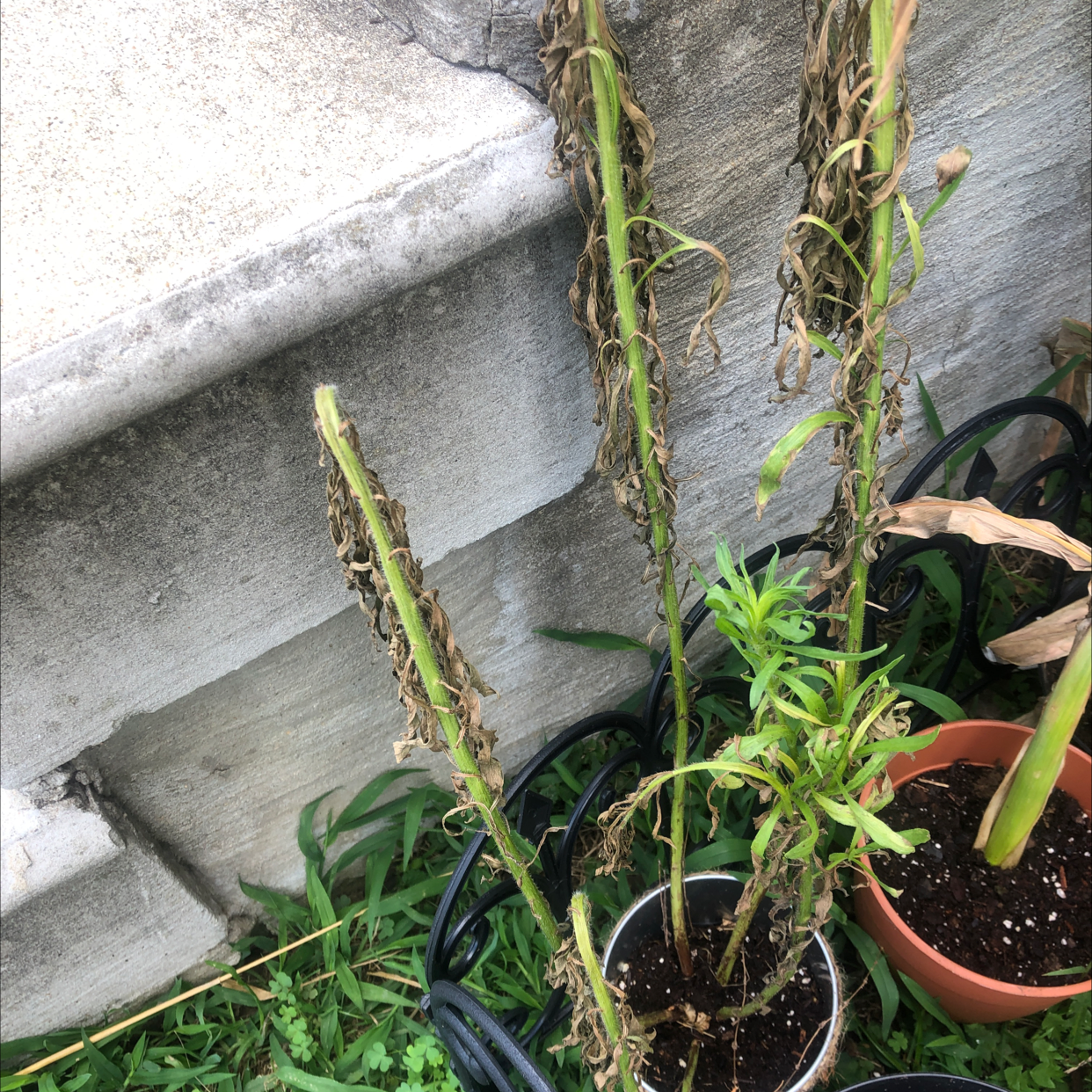 Canadian Fleabane plants with significant browning and wilting, potted outdoors near a concrete structure.