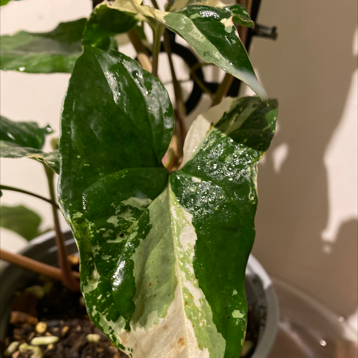 Photo of the plant species Syngonium Fantasy by @Vandaaaa named Briget on Greg, the plant care app