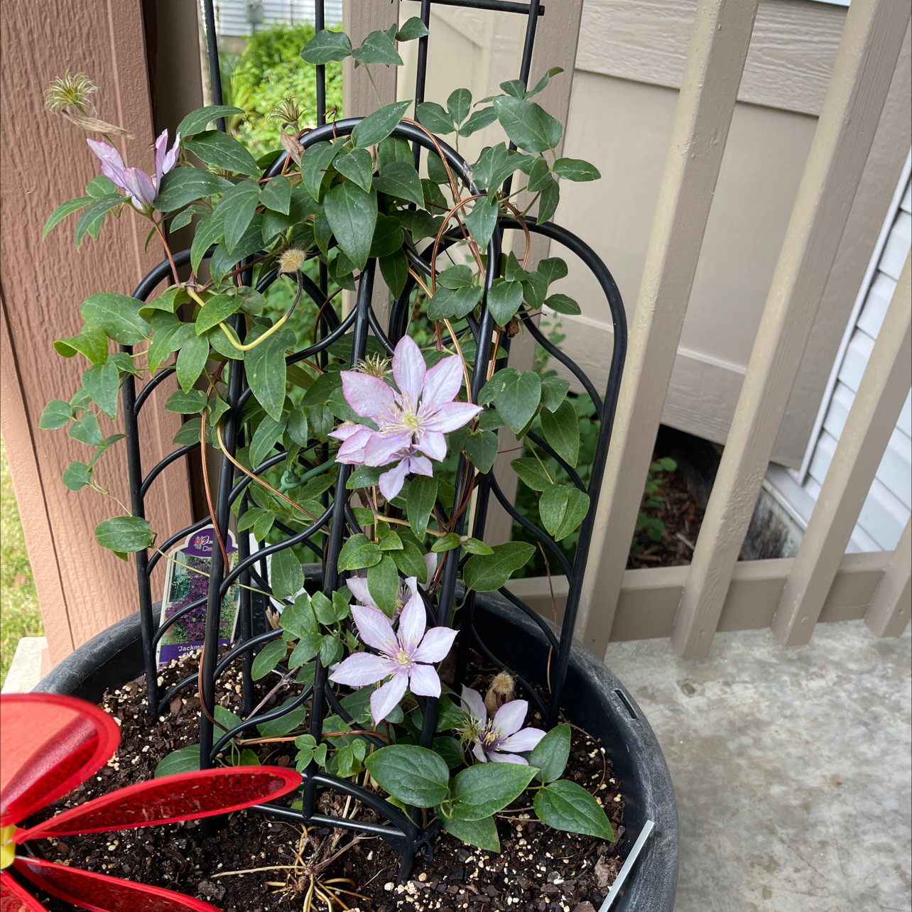 Potted Italian Leather Flower with light purple blooms supported by a trellis.