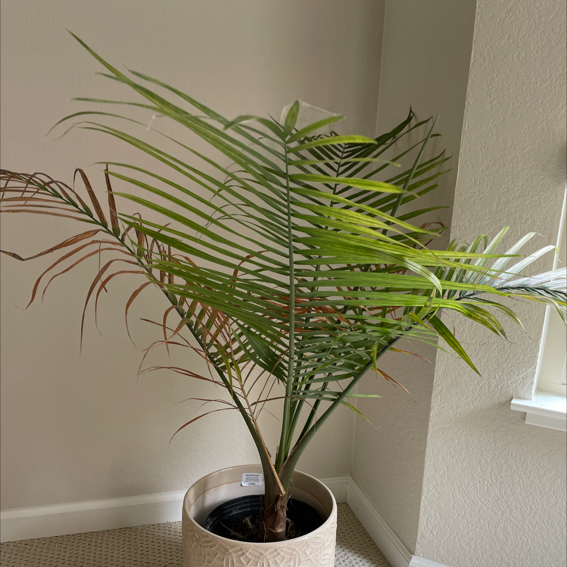 Photo of the plant species Majesty Palm by @FestiveSquash named Palm on Greg, the plant care app
