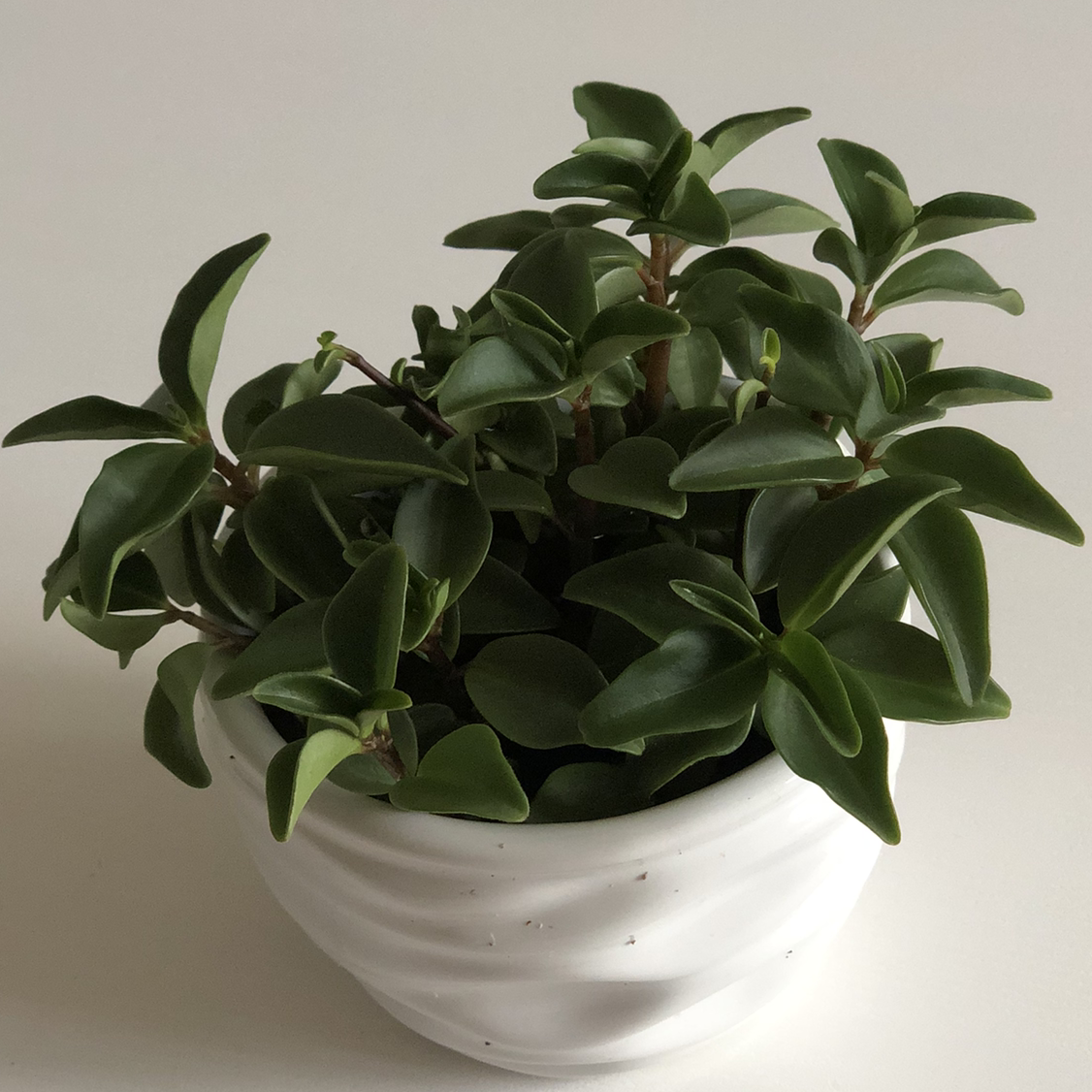 Healthy Peperomia plant with thick, dark green, oval leaves arranged in a whorled pattern, growing in a white rippled ceramic pot.