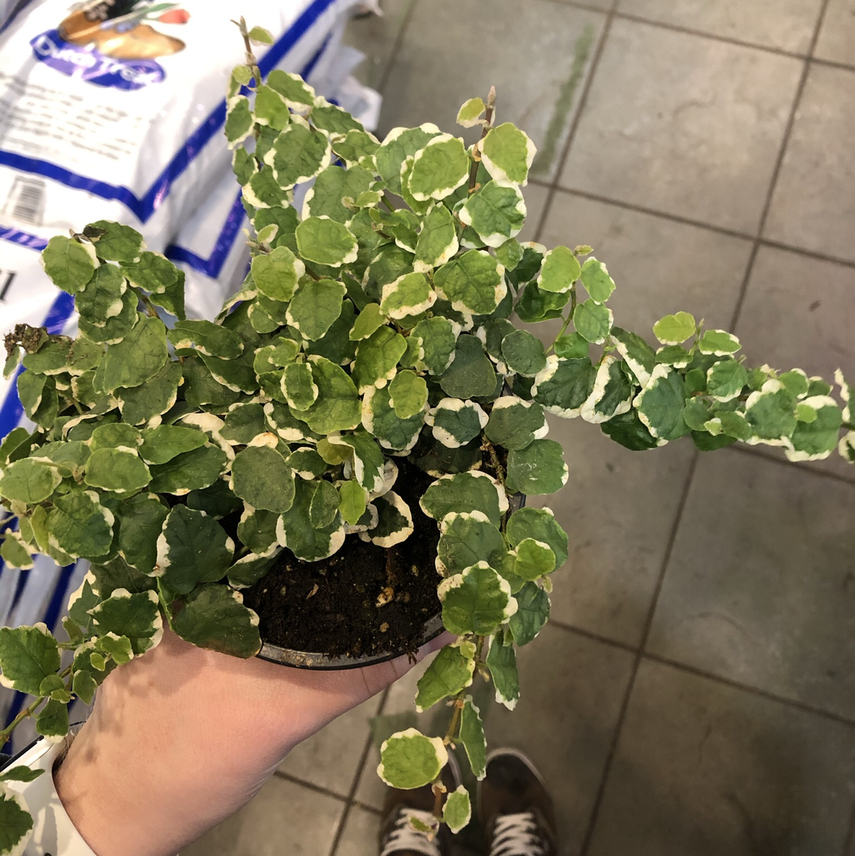 Photo of the plant species Bellus by @erinelgersma named Dolores on Greg, the plant care app
