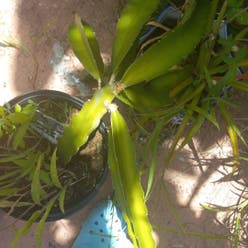 Dragonfruit plant