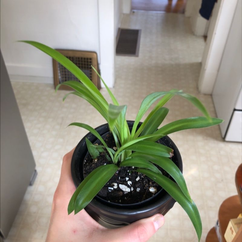 Plant care for Ceratostema on Greg, the plant care app