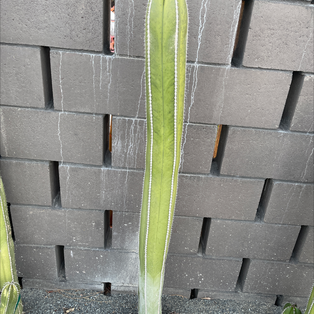 Tall, healthy Mexican Fence Post Cactus against a brick wall.
