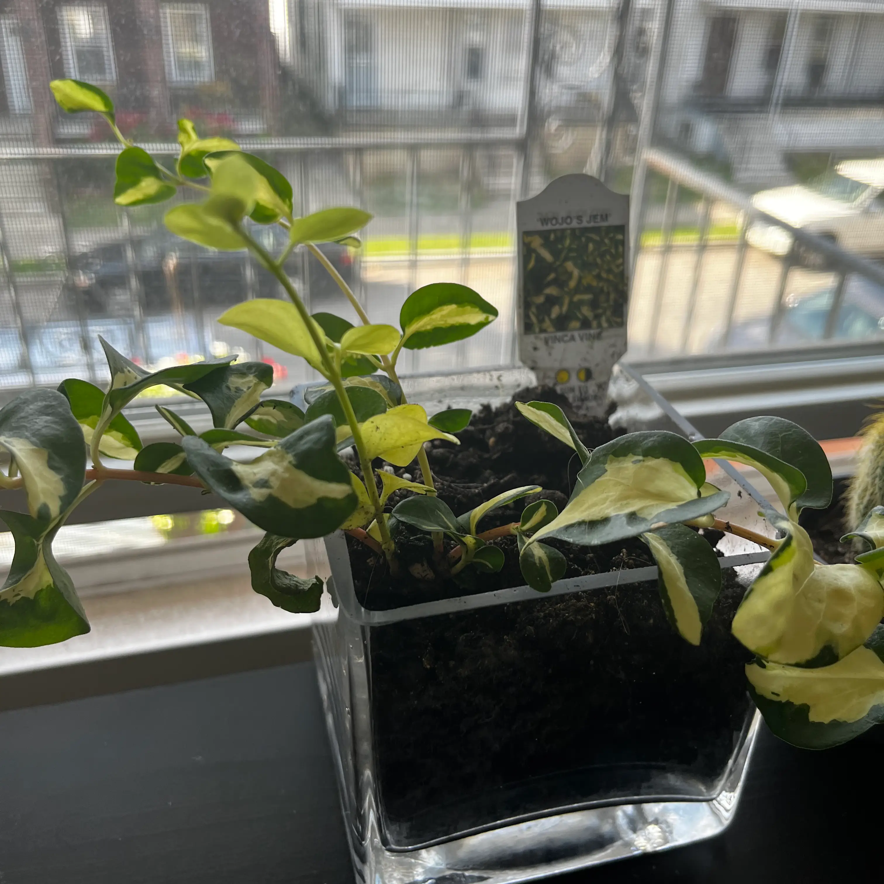 Photo of the plant species Wojo's Jem by @SunnyCosmobaby named Your plant on Greg, the plant care app