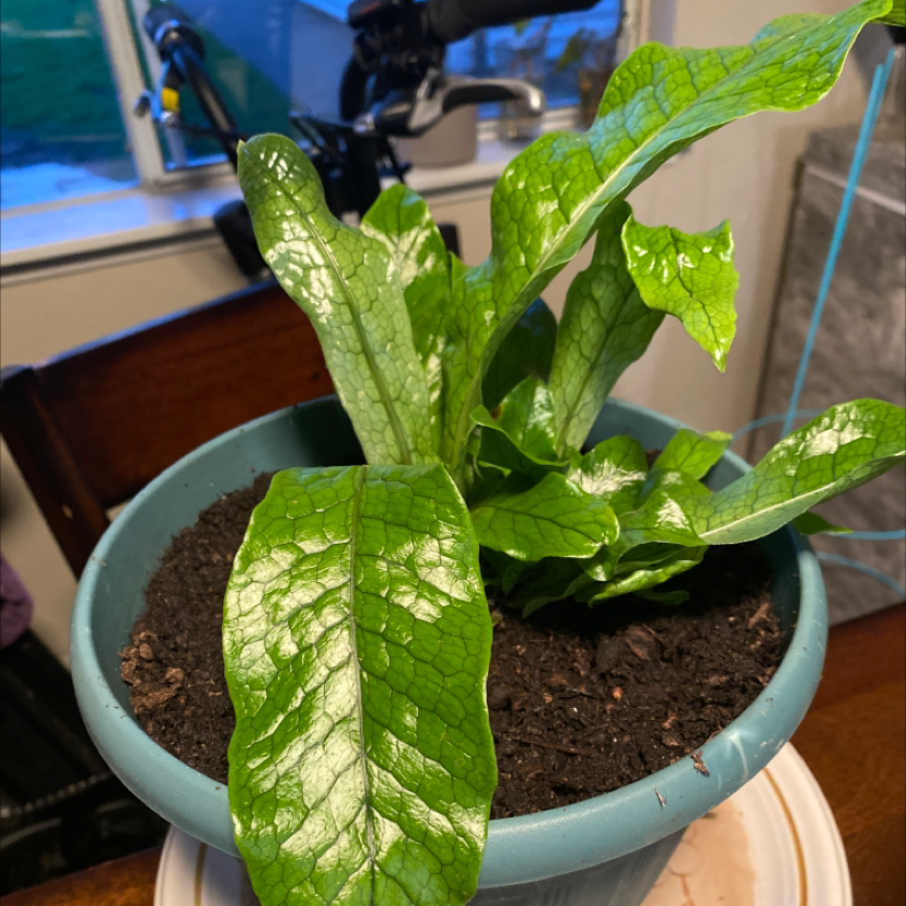 Crocodile Fern in a blue pot with healthy green leaves and visible soil.