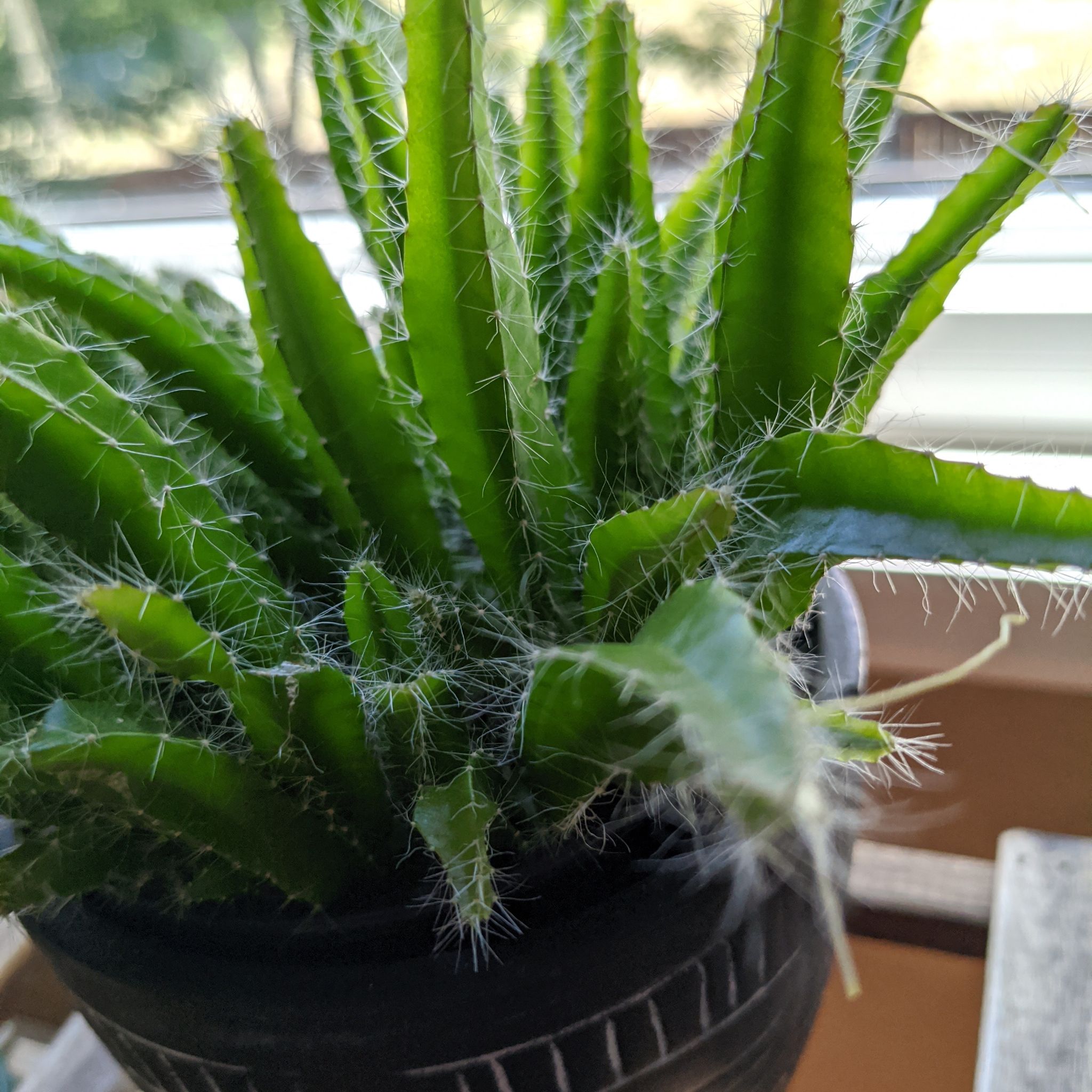 Photo of the plant species Queen of the Night by @CrazyPlantMama named Spike on Greg, the plant care app