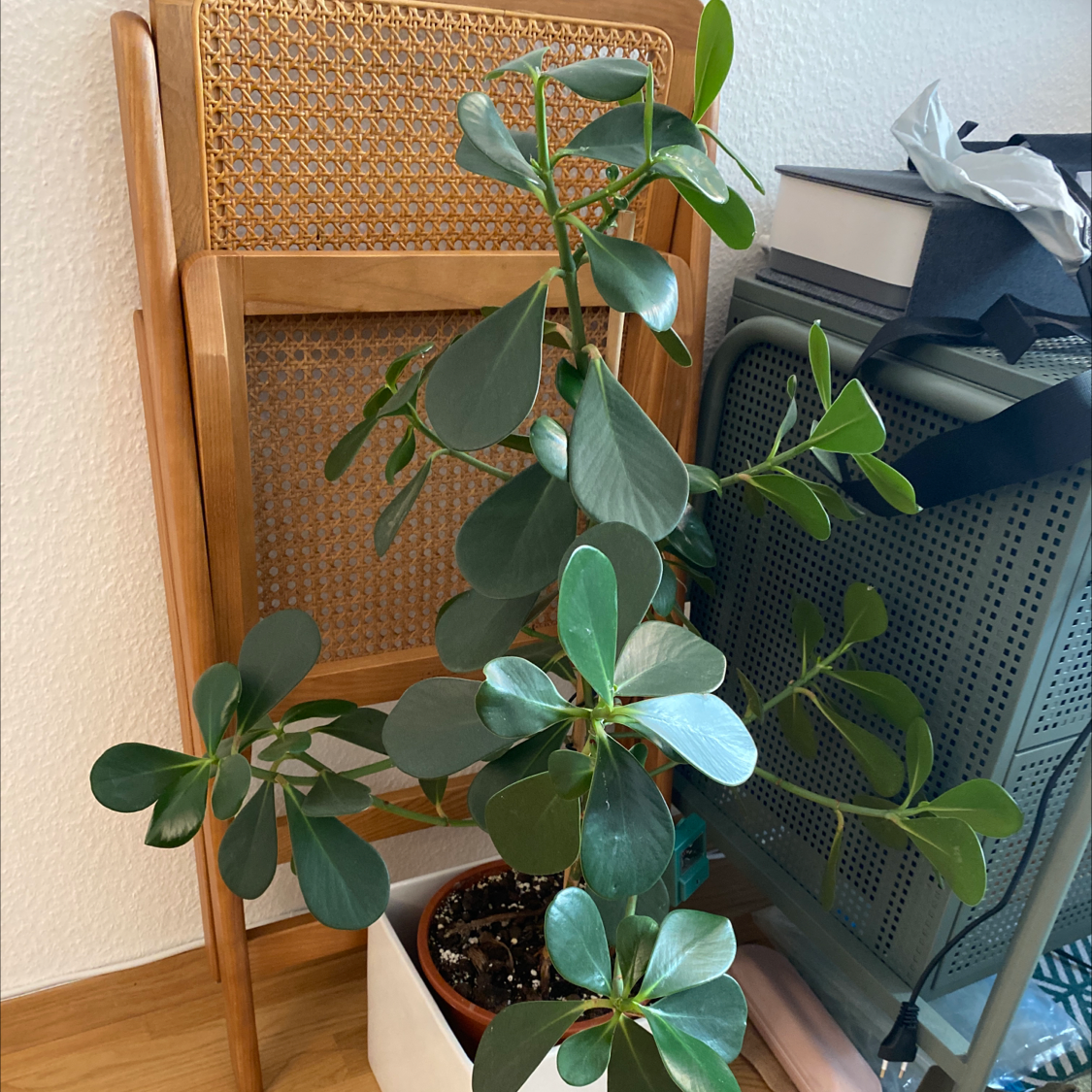Healthy Autograph Tree with broad, glossy leaves in a pot indoors.