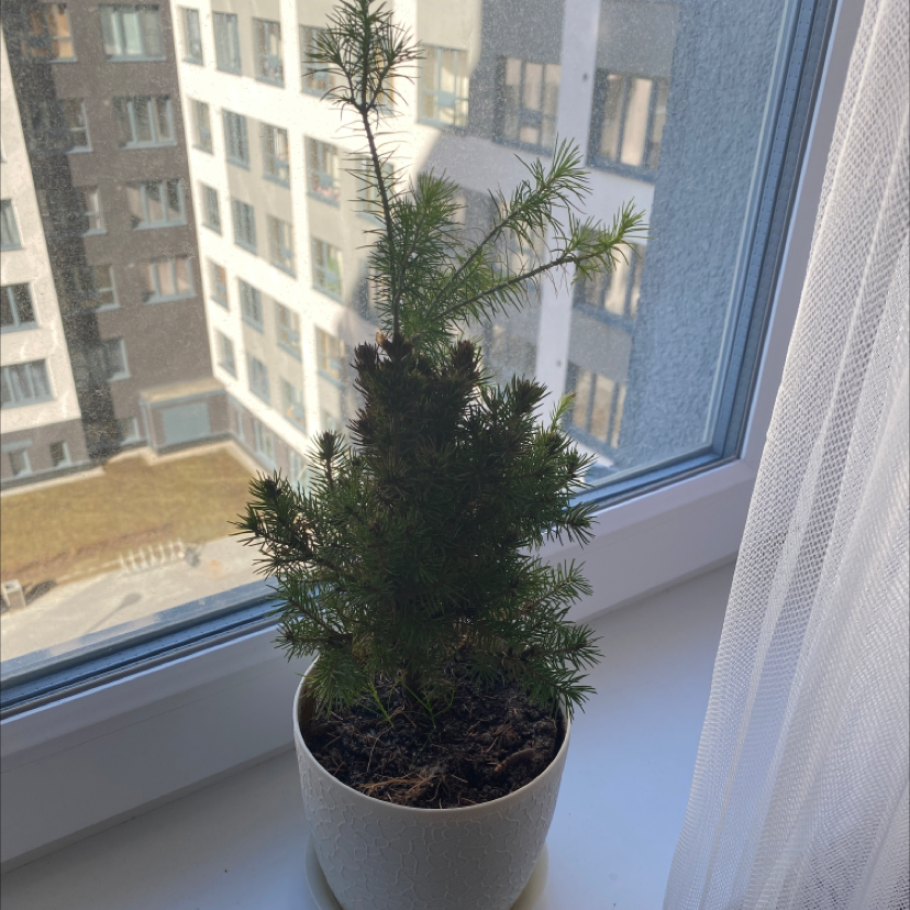 Picea glauca plant in a white pot on a windowsill with natural light.