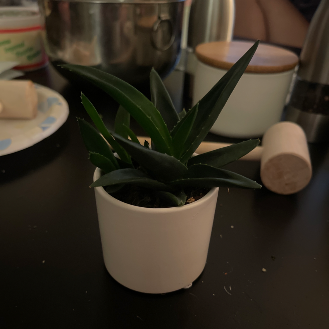 Alworthia 'Black Gem' plant in a white pot with dark green leaves, surrounded by household items.