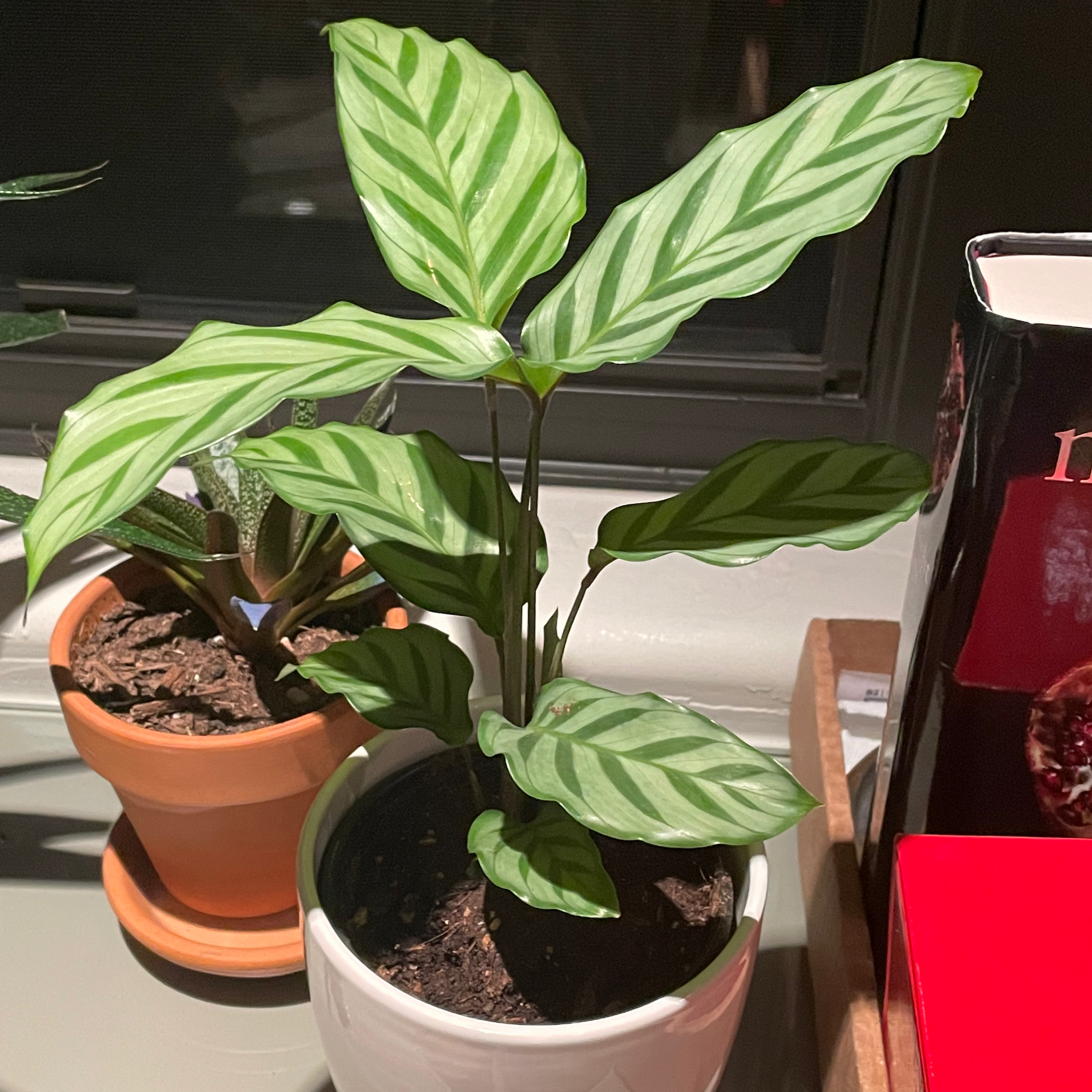 Calathea 'Freddie' plant with striped leaves in a white pot, soil visible.