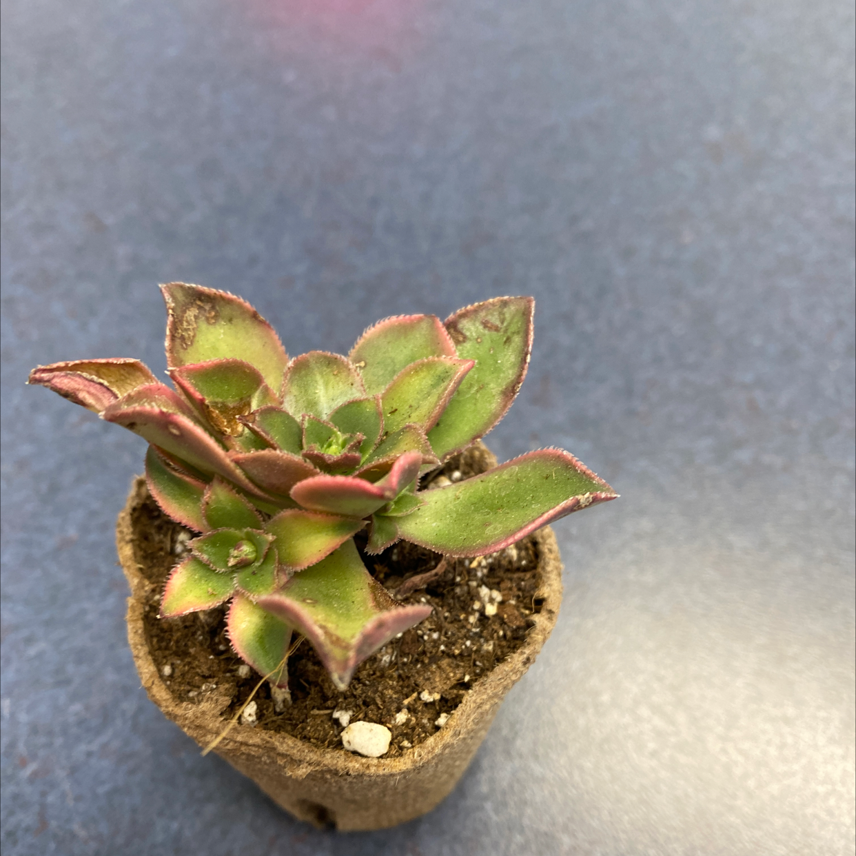 Aeonium 'Kiwi' plant in a pot with vibrant green and pink-edged leaves.