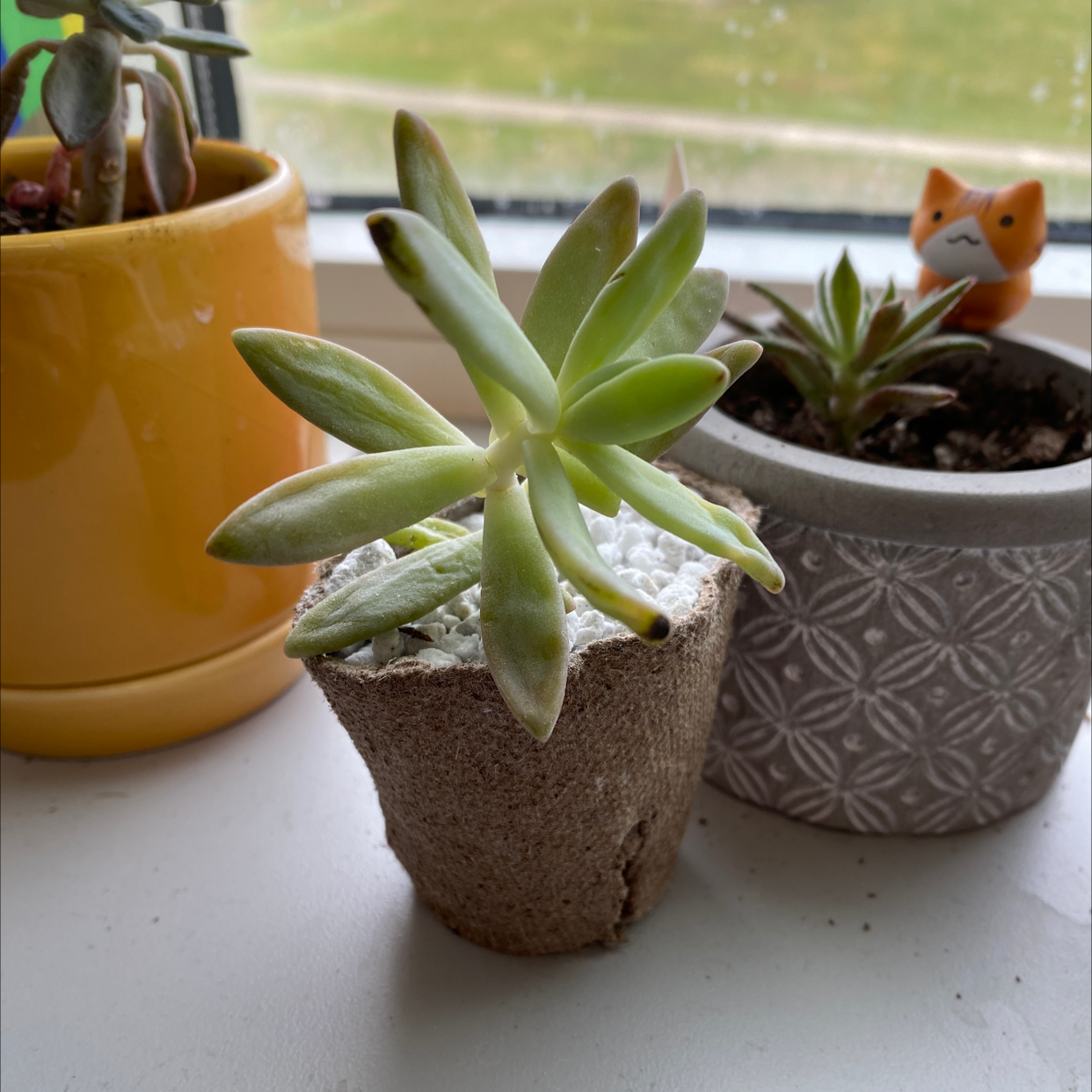 Graptosedum 'Darley Sunshine' succulent in a small pot, healthy appearance.
