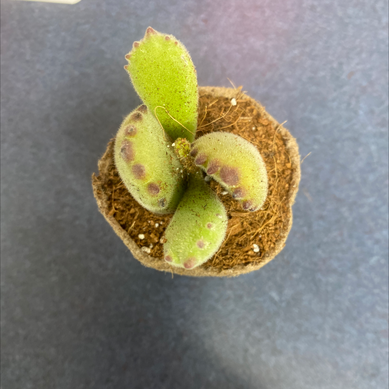 Bear's Paw plant in a pot with some browning and black spots on leaves.