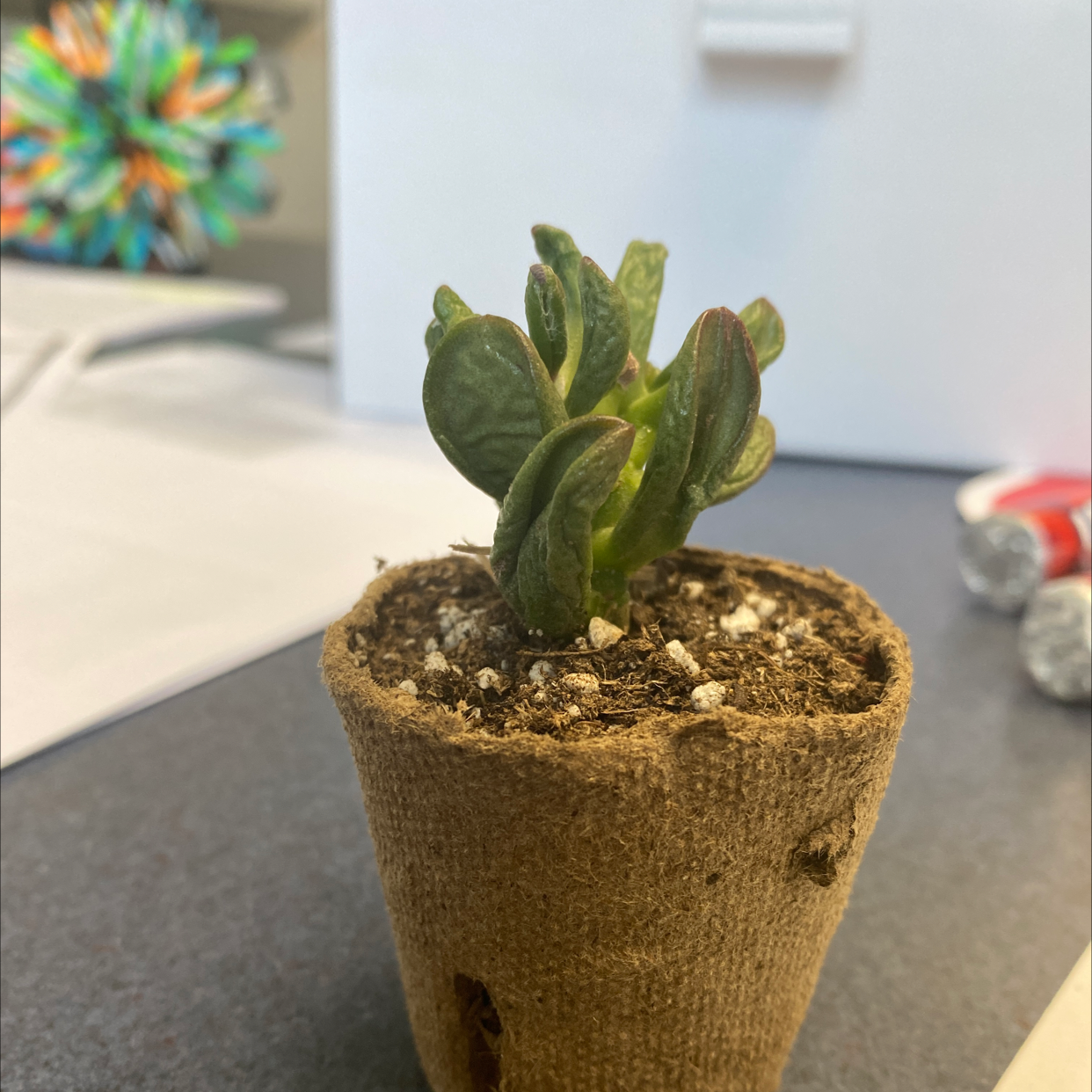 A healthy Gollum Jade plant in a small pot with visible soil.