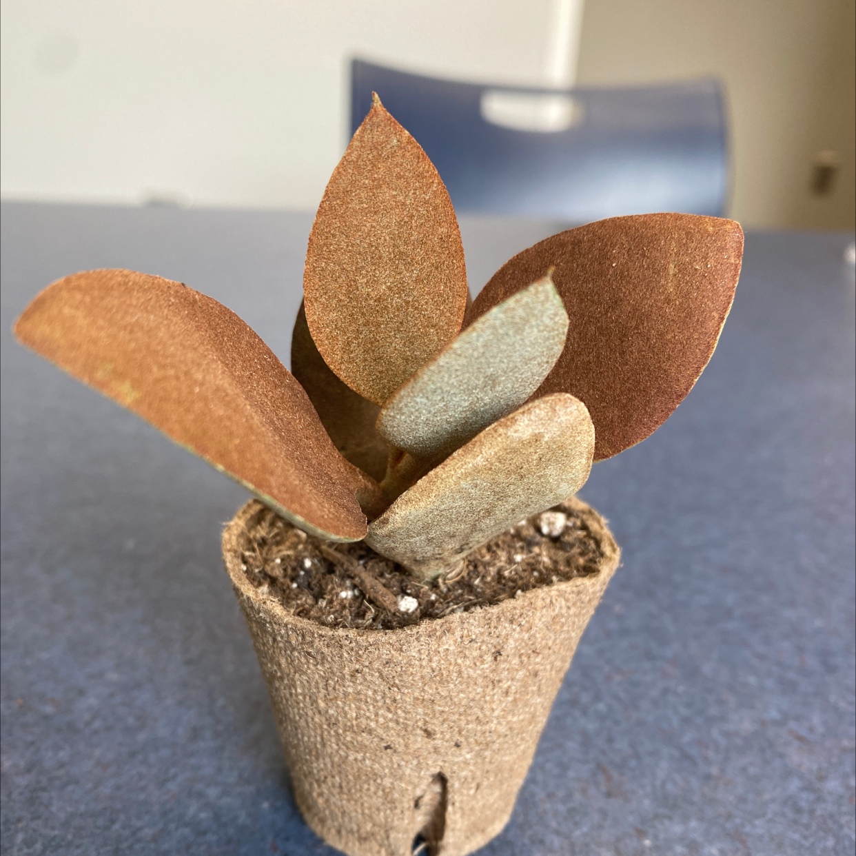 Small potted Copper Spoons plant with thick, coppery leaves. Soil is visible.
