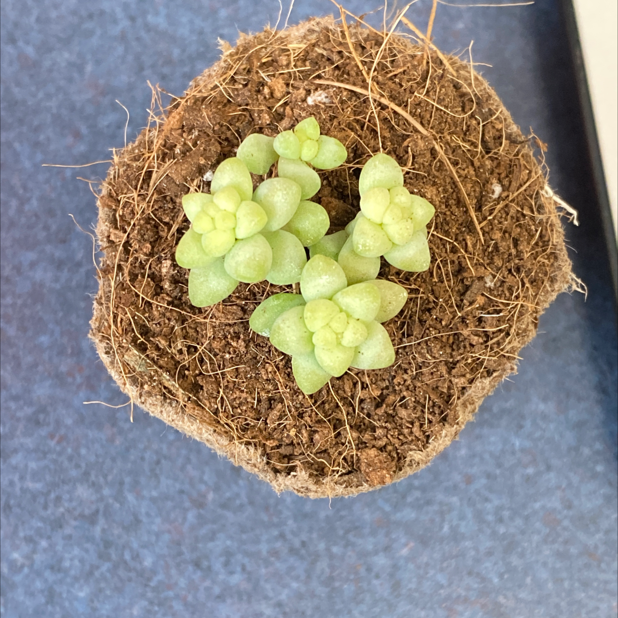 Healthy Burro's Tail succulent with plump green leaves trailing over a coco coir planter, shot from above on grey background.