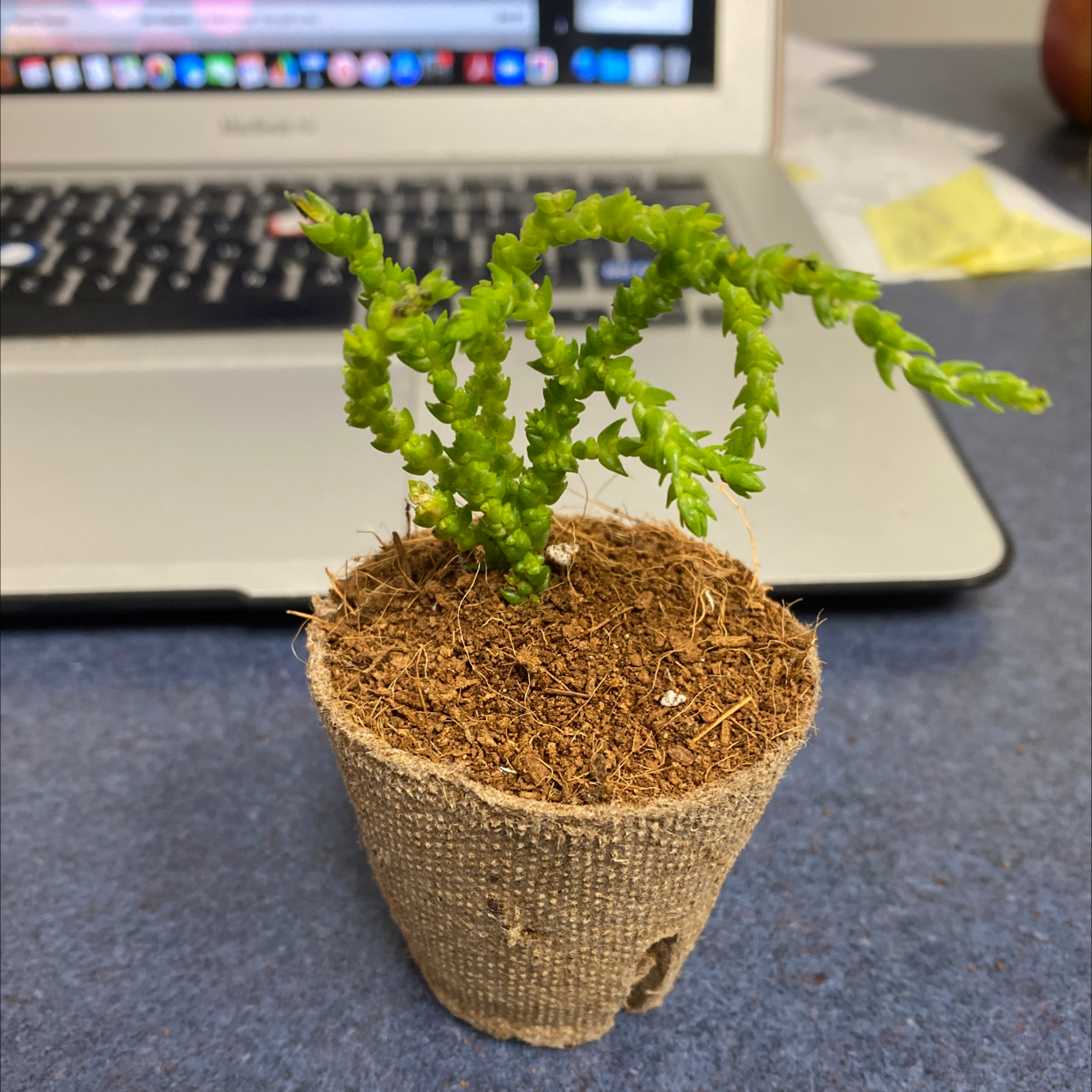 Small potted Rattail Crassula plant with green segmented stems, background includes a laptop.