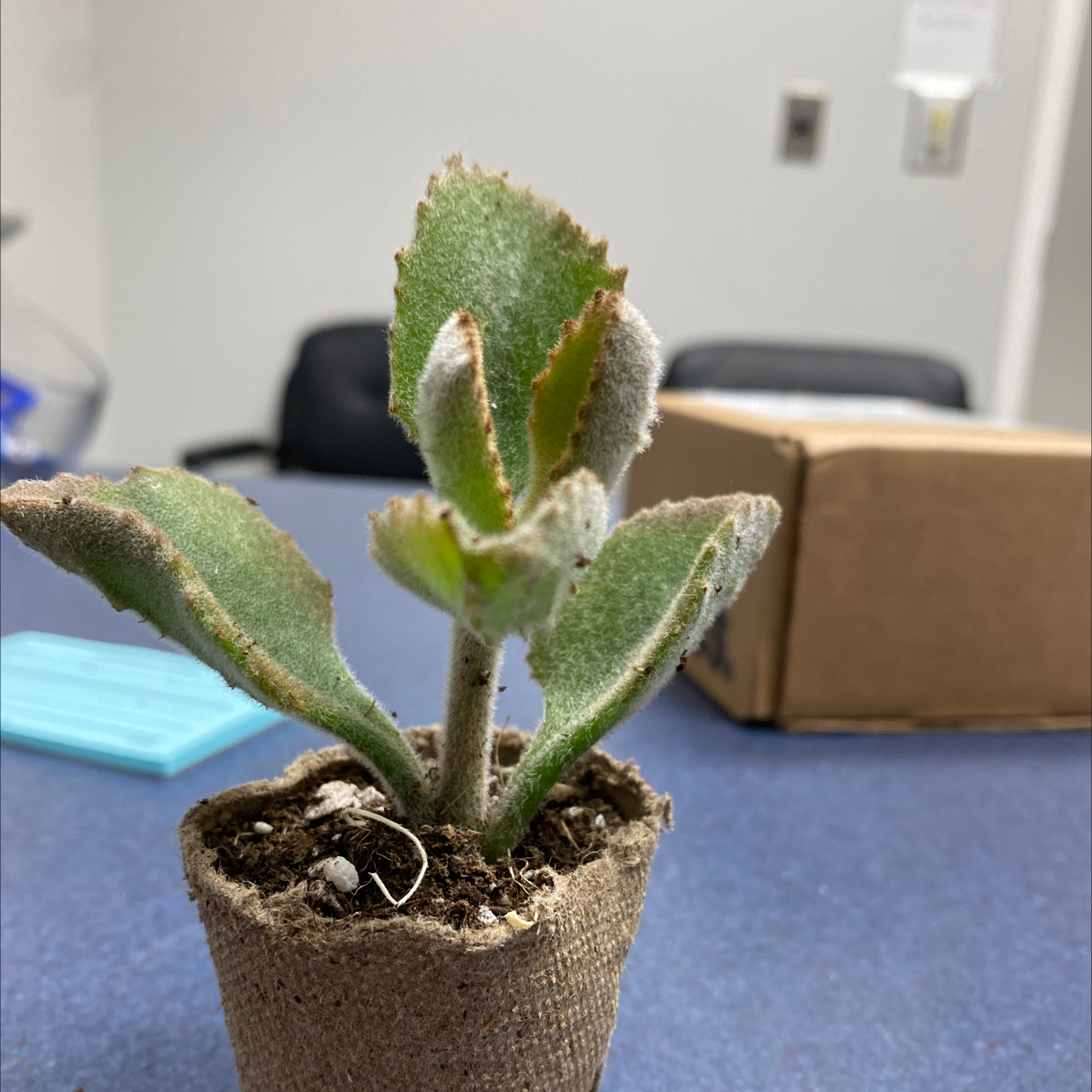 A healthy Felt Bush plant in a small pot with green, fuzzy leaves.