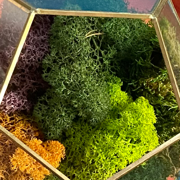Photo of the plant species Wolf lichen by @StatelyDracaena named Hamilton on Greg, the plant care app