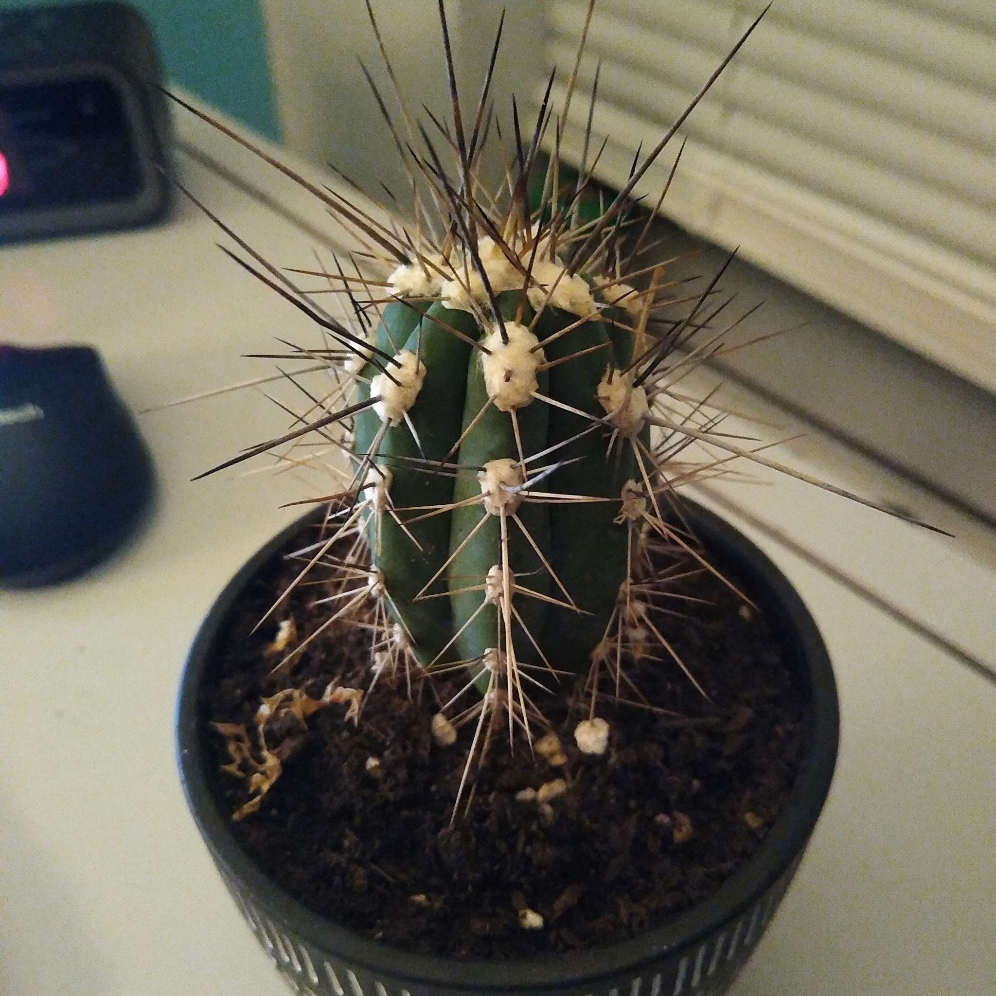 A healthy Toothpick Cactus in a pot with visible soil and prominent spines.