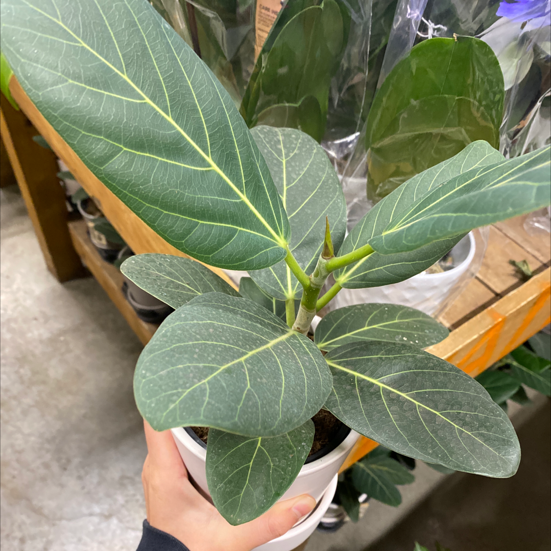 Healthy Audrey Ficus plant with vibrant green leaves and prominent veins.