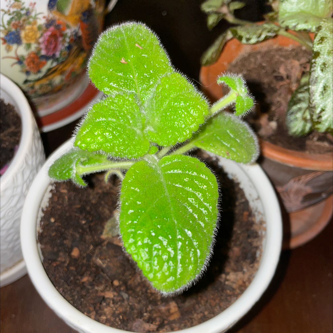 Photo of the plant species Acajou by @UnshakenMoss named Episcia on Greg, the plant care app