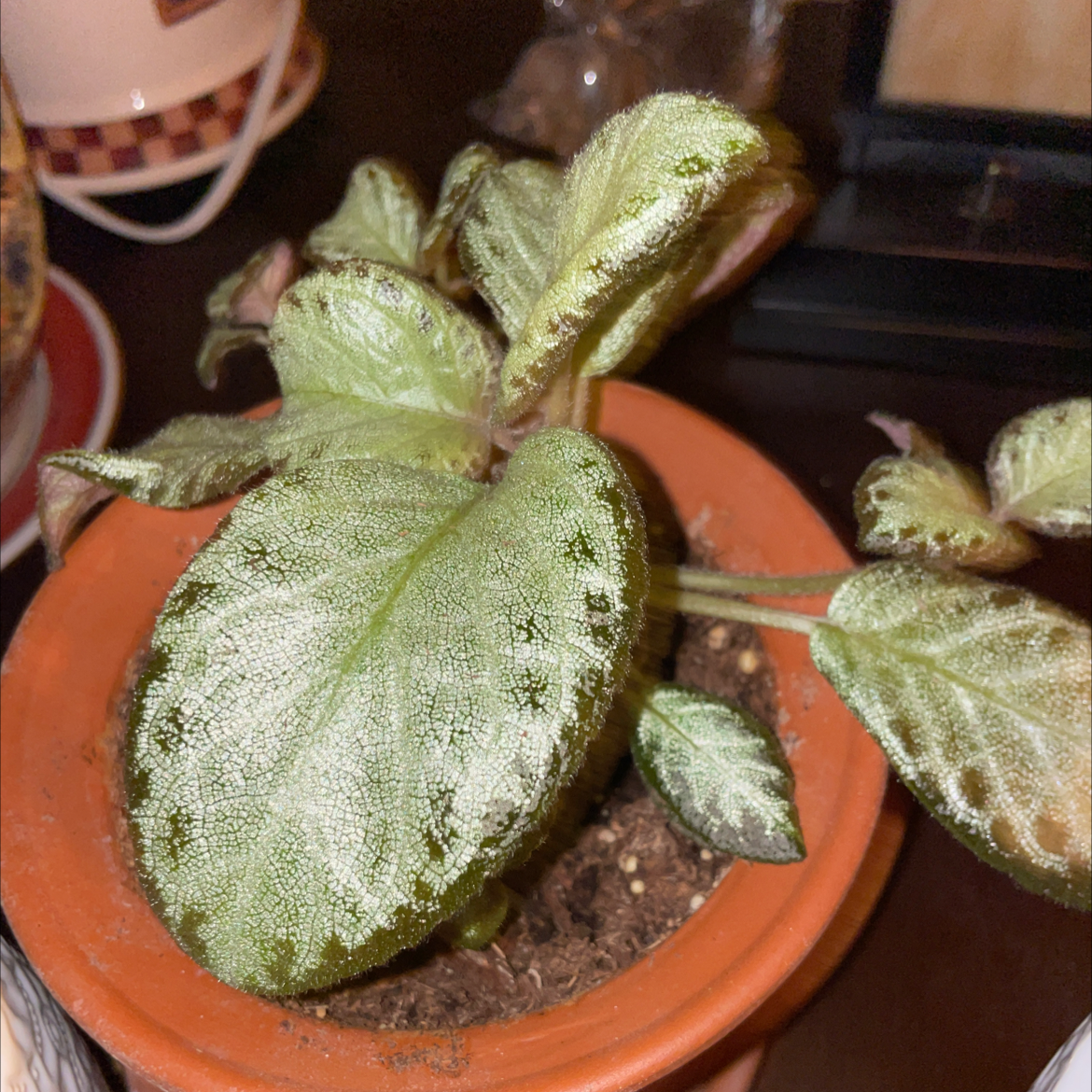 Photo of the plant species Flame Violet 'Emerald Velvet' by @UnshakenMoss named Episcia on Greg, the plant care app