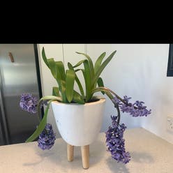 Garden Hyacinth plant