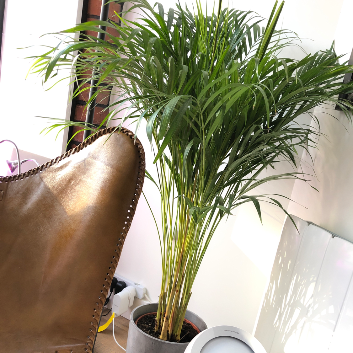 Photo of the plant species Areca Palm by @CallMeMunchy named Messi on Greg, the plant care app
