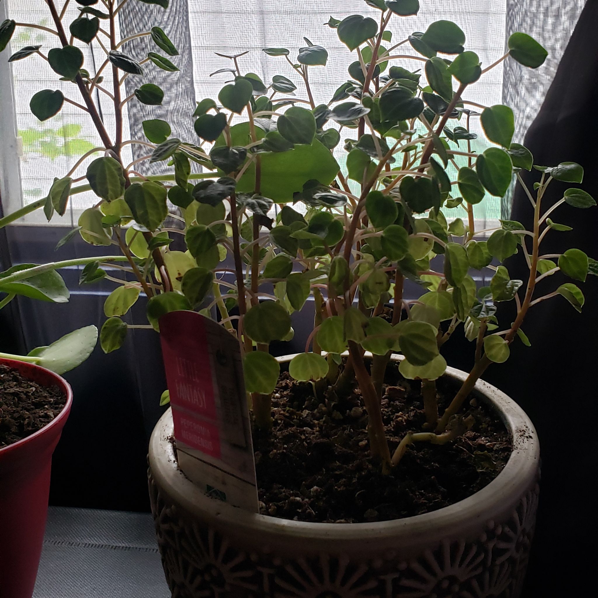 Photo of the plant species Peperomia meridiana by @Katpurrccino named Pingas on Greg, the plant care app