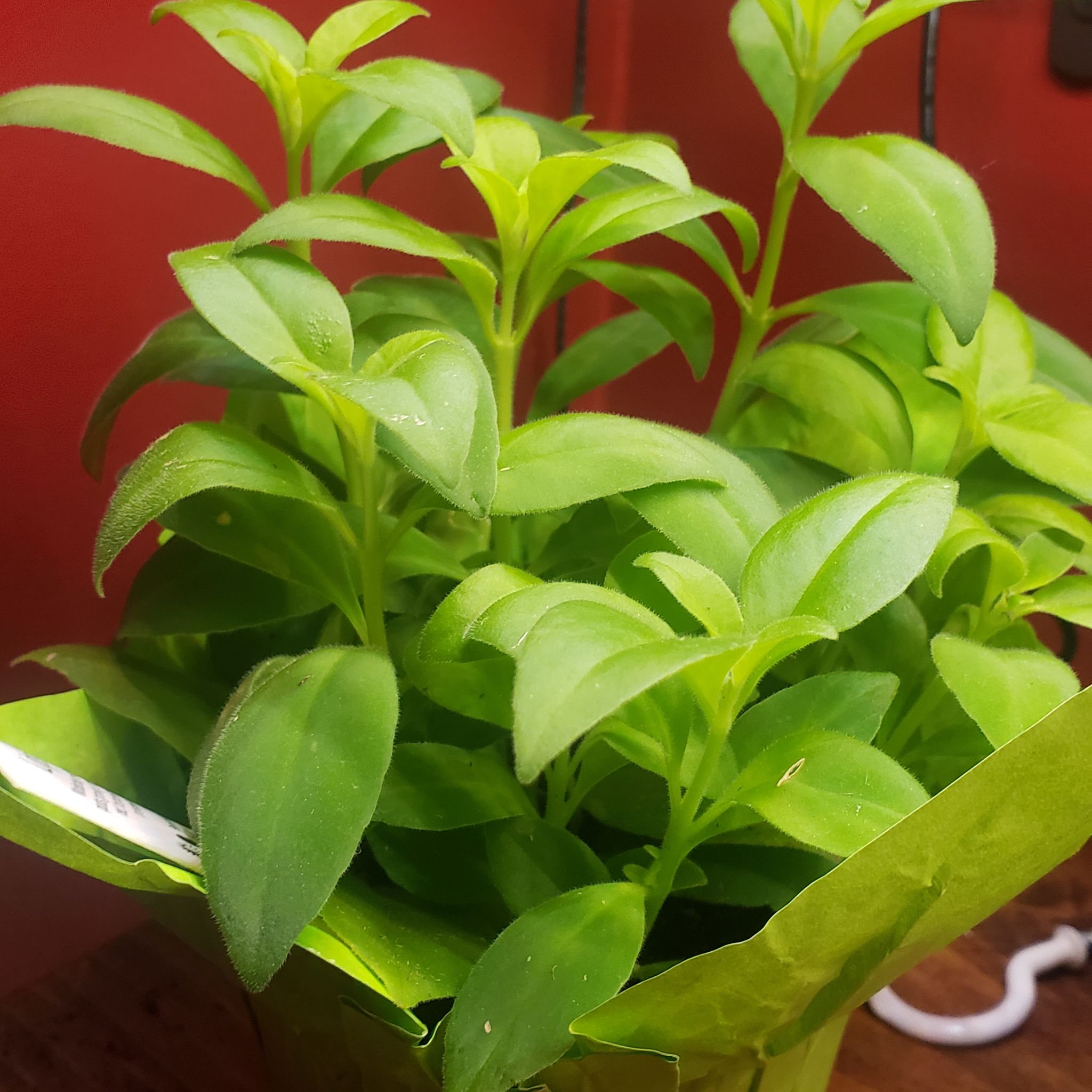 Healthy Lipstick Plant with vibrant green leaves in a pot.