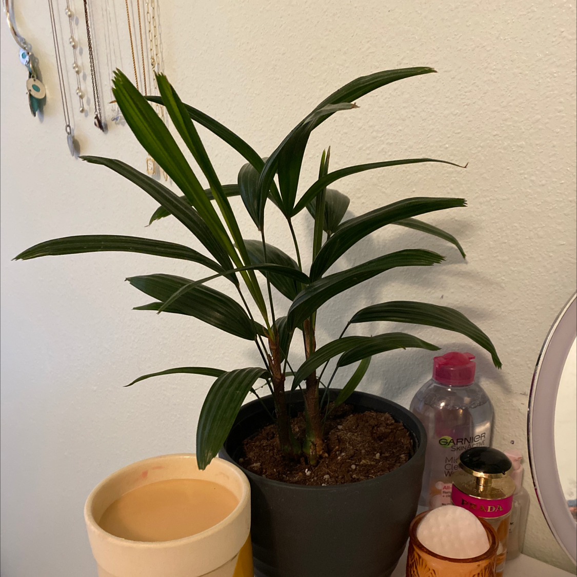 Healthy thriving Rhapsis palm houseplant with long slender green leaves, in a black plastic pot, on a shelf with glass jars visible.