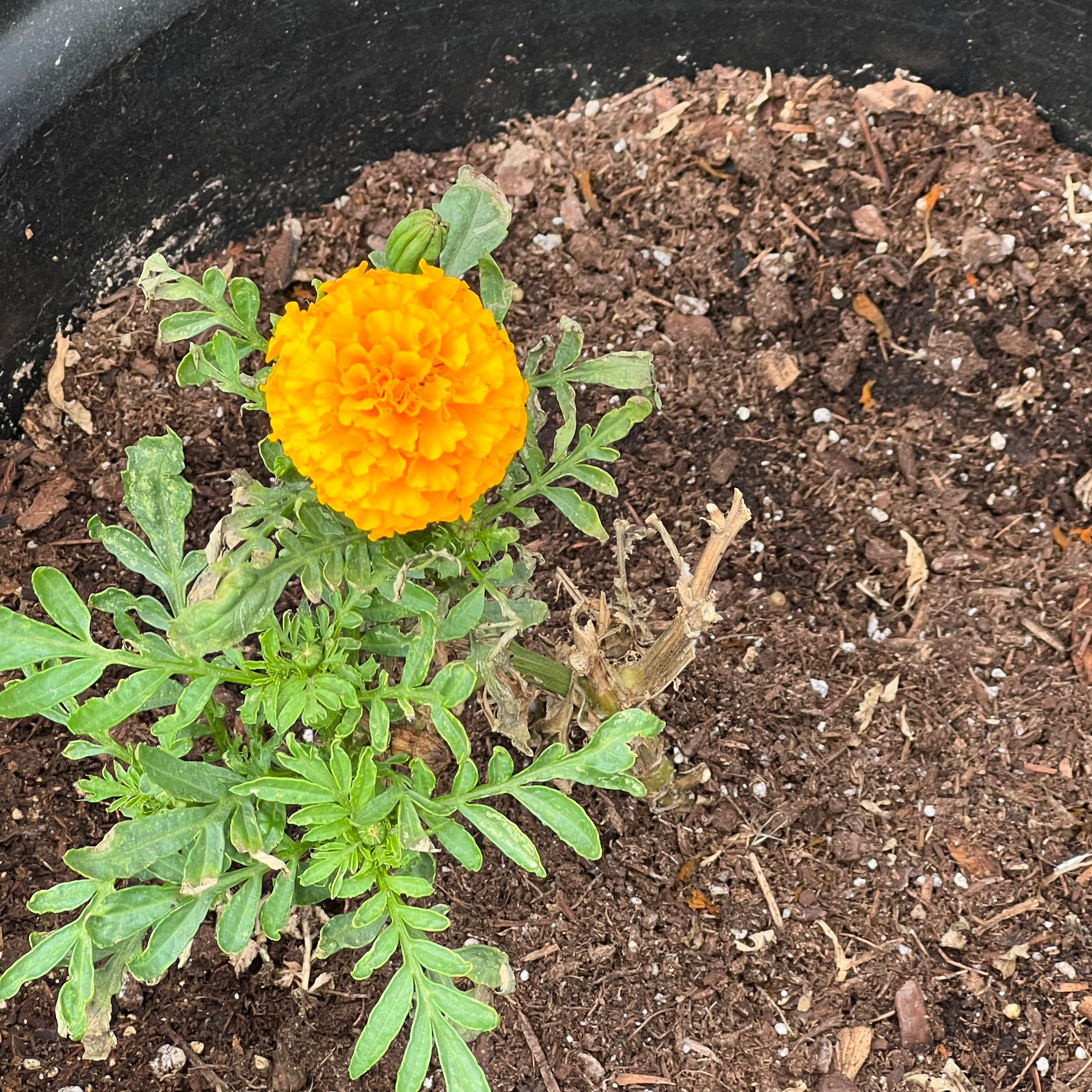 marigold