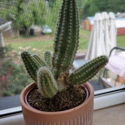 Bunny Ears Cactus plant